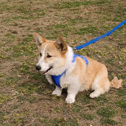 Petora Ham ajustabil pentru căței albastru HC1035