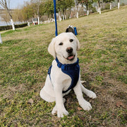 Petora Ham ajustabil pentru căței albastru HC1035