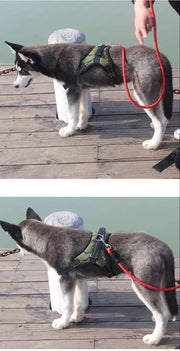 Petora Ham ajustabil pentru căței negru HC1017