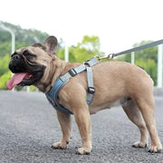 Petora Ham cu lesă ajustabil pentru căței albastru HC1025