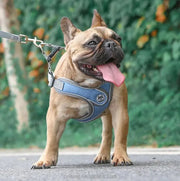 Petora Ham cu lesă ajustabil pentru căței albastru HC1025