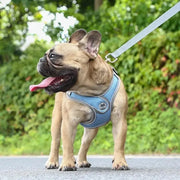 Petora Ham cu lesă ajustabil pentru căței albastru HC1025