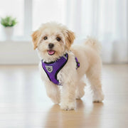 Ham ajustabil cu lesă pentru căței, mov, HC1024