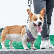 Petora Ham cu lesă ajustabil pentru căței mov HC1025