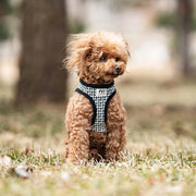 Petora Ham cu lesă ajustabil pentru căței negru HC1033